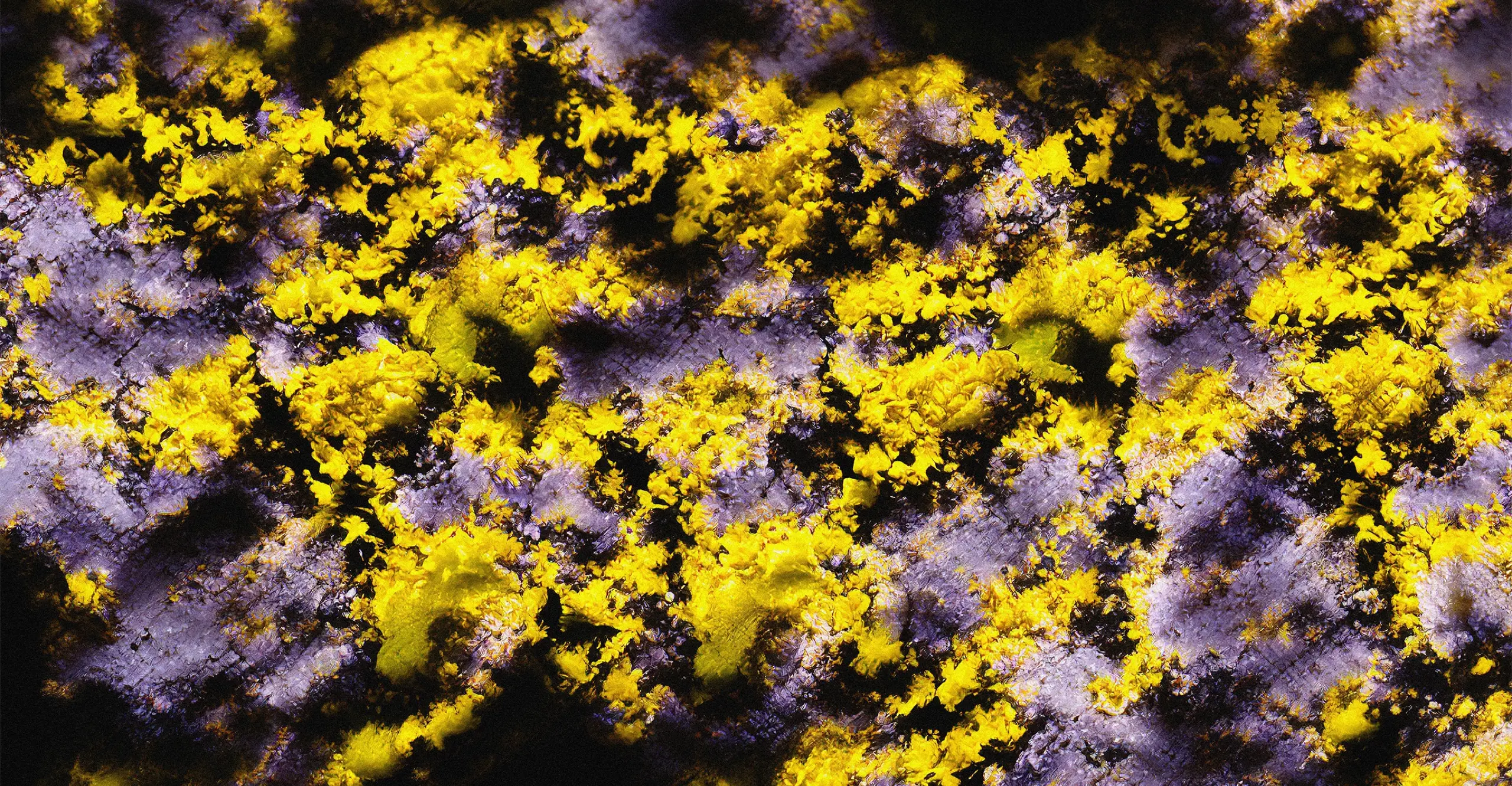 Abstract pattern with yellow and purple splashes, resembling a natural texture